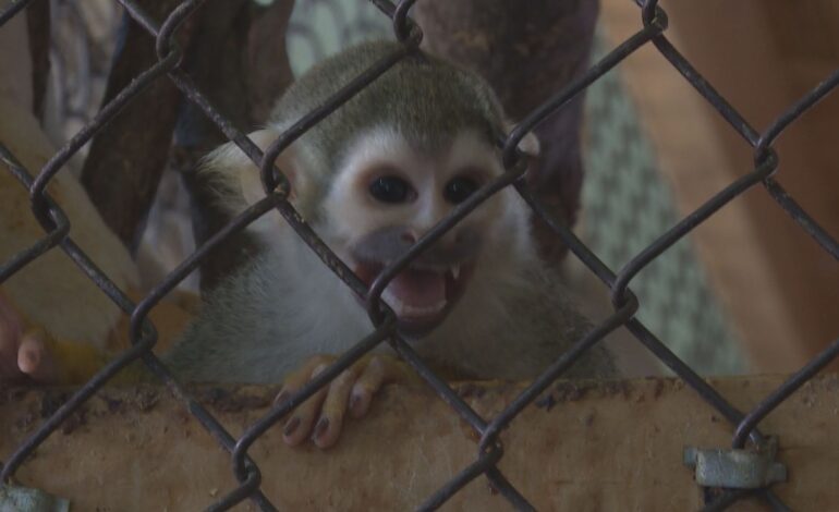 Ikea Monkey’s Ontario home seeking help following ice storm damage