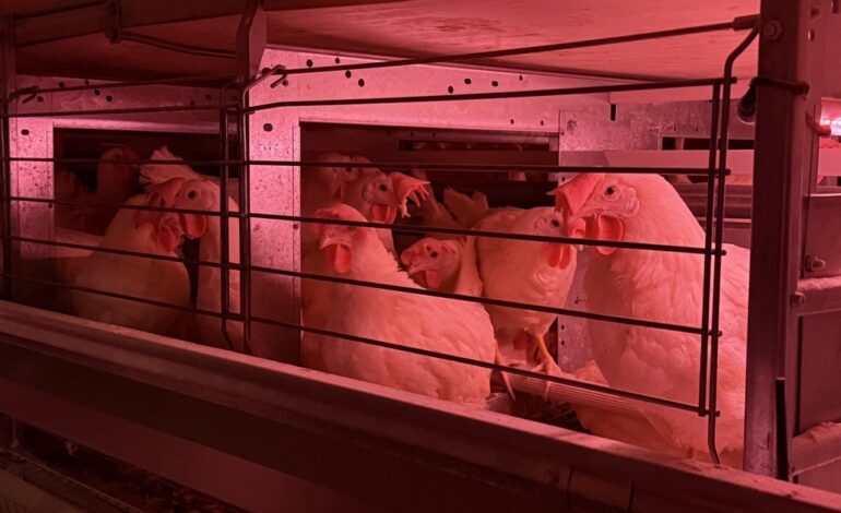 What the cluck? This new app will tell you what chickens are saying