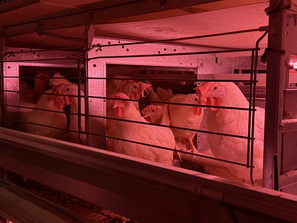 What the cluck? This new app will tell you what chickens are saying