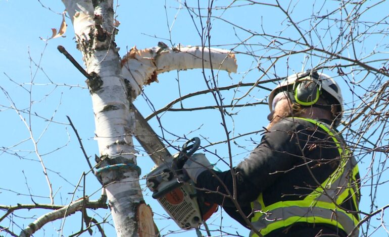 Experts, wood exporters try to tally trees lost during Ontario ice storm