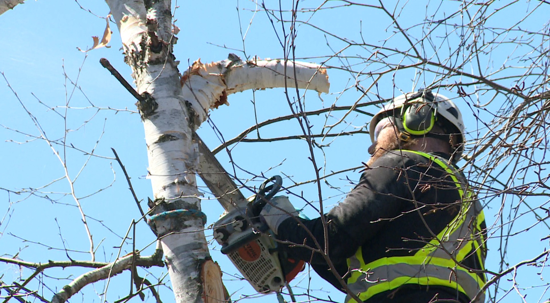 Experts, wood exporters try to tally trees lost during Ontario ice storm