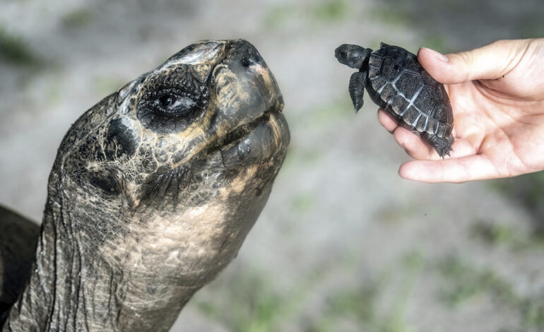 Miami zoo tortoise turns 135 and celebrates his first Father’s Day