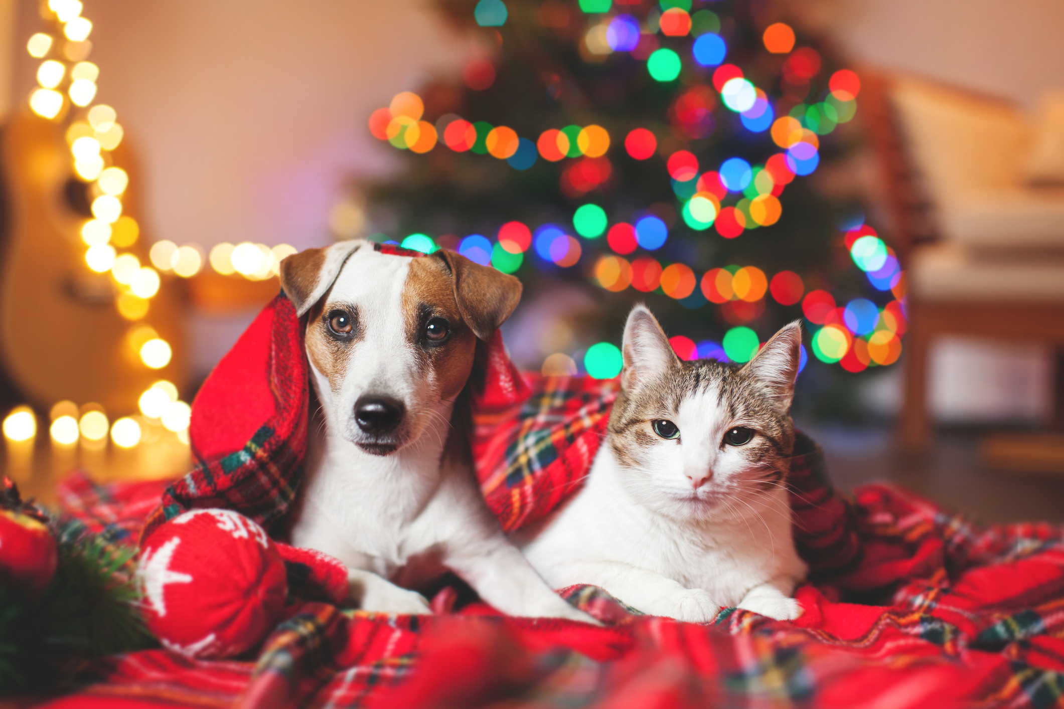 What to know before gifting a pet this holiday season