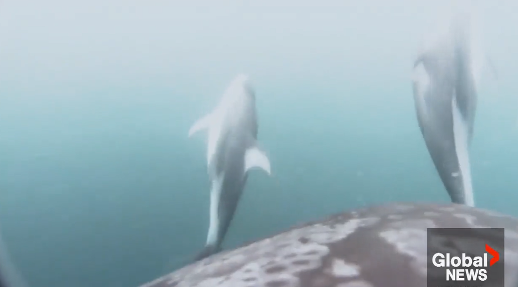 Rare footage shows dolphins helping orcas hunt off B.C. coast