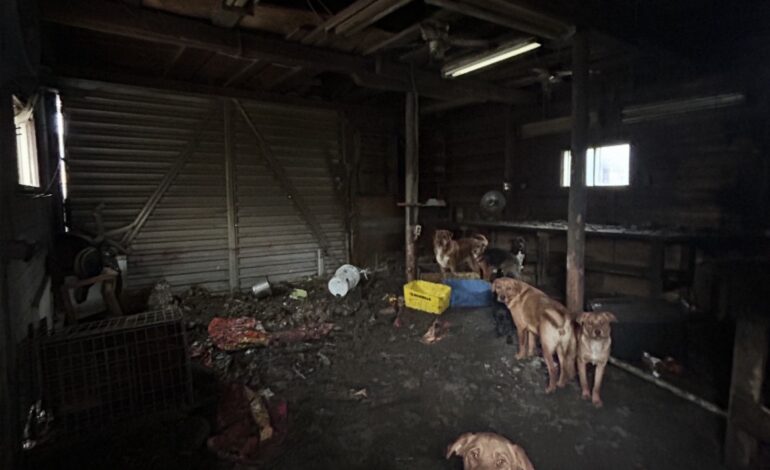 More than 20 dogs removed from Merritt property as rescuer criticizes city officials